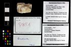 Foto (Objekt + Etikett) von Goniodromites sp.  (NHMW-GEO-2014-0194-0851)
